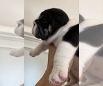 Small #3 English Bulldog