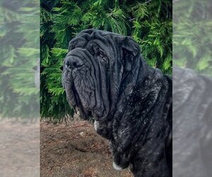 Neapolitan Mastiff Dogs for adoption in Ellisville, MO, USA