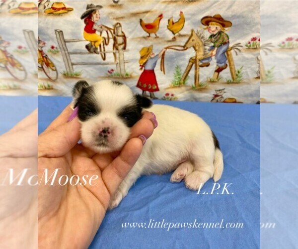 Medium Photo #1 Shih Tzu Puppy For Sale in WINNSBORO, LA, USA