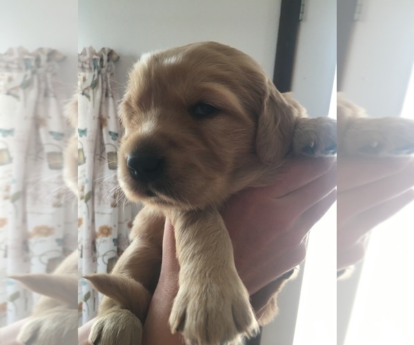 Medium Photo #4 Golden Retriever Puppy For Sale in NUNN, CO, USA