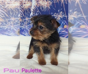 Yorkshire Terrier Puppy for sale in AZLE, TX, USA
