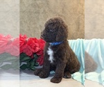 Small #2 Aussiedoodle