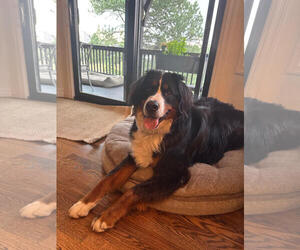 Bernese Mountain Dog Dogs for adoption in Winter Park, CO, USA