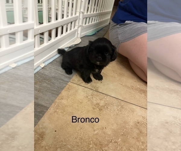 Medium Photo #18 Shih Apso Puppy For Sale in SCOTTSDALE, AZ, USA