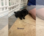 Small #17 Shih Apso