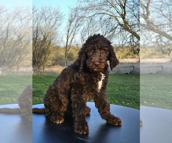 Medium Photo #11 Double Doodle Puppy For Sale in JEDDO, MI, USA