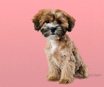 Small Photo #4 Cock-A-Tzu Puppy For Sale in SAN DIEGO, CA, USA