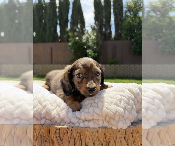 Medium Photo #1 Dachshund Puppy For Sale in NORTH HIGHLANDS, CA, USA