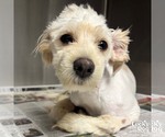 Small #2 Shih Tzu Mix