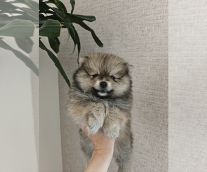 Pomeranian Puppy for sale in ROSEVILLE, CA, USA