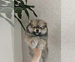 Small Pomeranian