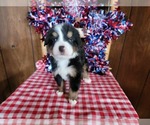 Small #8 Bernese Mountain Dog