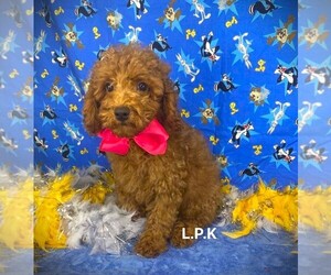 Poodle (Toy) Puppy for sale in WINNSBORO, LA, USA