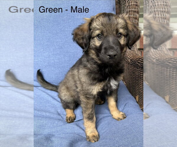 Medium Photo #5 Colonial Cocker Spaniel-Unknown Mix Puppy For Sale in Aurora, IN, USA