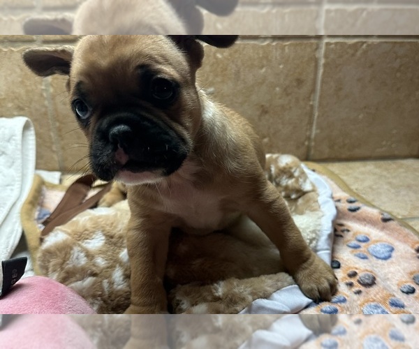 Medium Photo #4 American Bullnese-French Bulldog Mix Puppy For Sale in DISCOVERY BAY, CA, USA