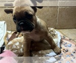Small #3 American Bullnese-French Bulldog Mix