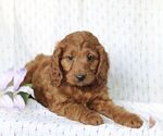 Small Photo #2 Irish Doodle-Poodle (Miniature) Mix Puppy For Sale in CHRISTIANA, PA, USA