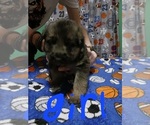 Small Photo #7 German Shepherd Dog Puppy For Sale in PAGELAND, SC, USA