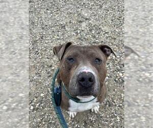 American Pit Bull Terrier Dogs for adoption in Santa Maria, CA, USA
