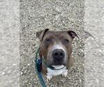 Small American Pit Bull Terrier