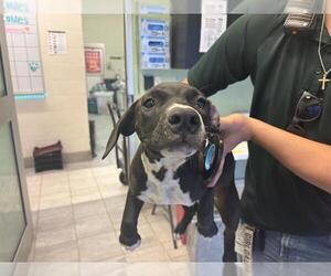American Pit Bull Terrier-Unknown Mix Dogs for adoption in Grand Prairie, TX, USA