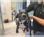 VELMA - Female American Pit Bull Terrier-Unknown Mix Dog for Adoption - Small photo