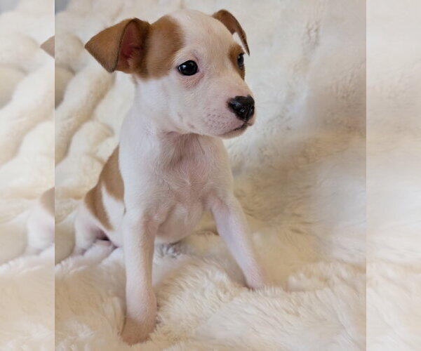 Medium Photo #4 Mutt Puppy For Sale in Brooklyn Center, MN, USA