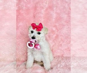 Poodle (Toy) Puppy for sale in REDLANDS, CA, USA