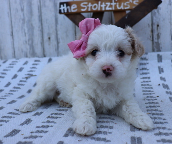 Medium Photo #6 Pom-A-Poo-Poodle (Miniature) Mix Puppy For Sale in HONEY BROOK, PA, USA