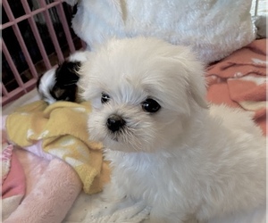 Maltese Puppy for Sale in PALM HARBOR, Florida USA