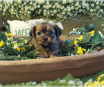 Puppy Kylene Shorkie Tzu