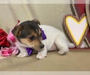 Jack Russell Terrier-Unknown Mix Puppy for sale in LANCASTER, PA, USA