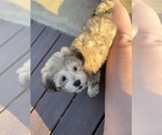 Small Photo #17 Shih-Poo Puppy For Sale in SAN DIEGO, CA, USA