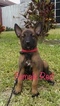 Small Photo #1 Belgian Malinois Puppy For Sale in PALMHURST, TX, USA