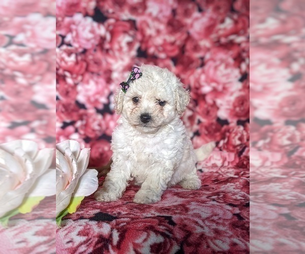 Medium Photo #1 Bichpoo Puppy For Sale in NOTTINGHAM, PA, USA
