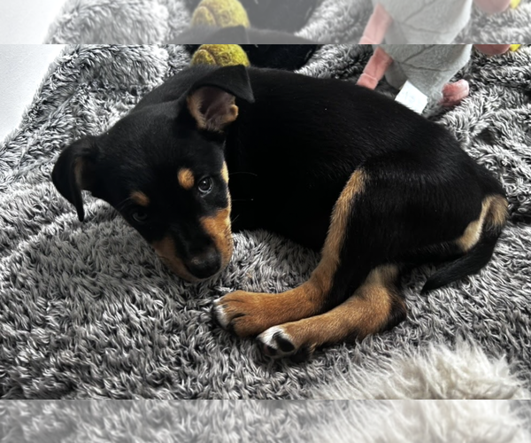 Medium Photo #2 Mutt Puppy For Sale in Rockville, MD, USA