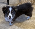 Image preview for Ad Listing. Nickname: G Red Tri Male