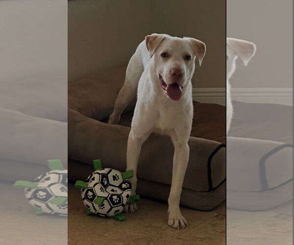 Medium Photo #9 Labrador Retriever-Unknown Mix Puppy For Sale in Royal Palm Beach, FL, USA