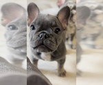 Small French Bulldog