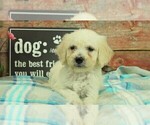 Small Photo #4 Goldendoodle Puppy For Sale in KARLSTAD, MN, USA
