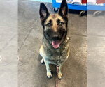 Small German Shepherd Dog Mix