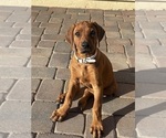Small #7 Rhodesian Ridgeback