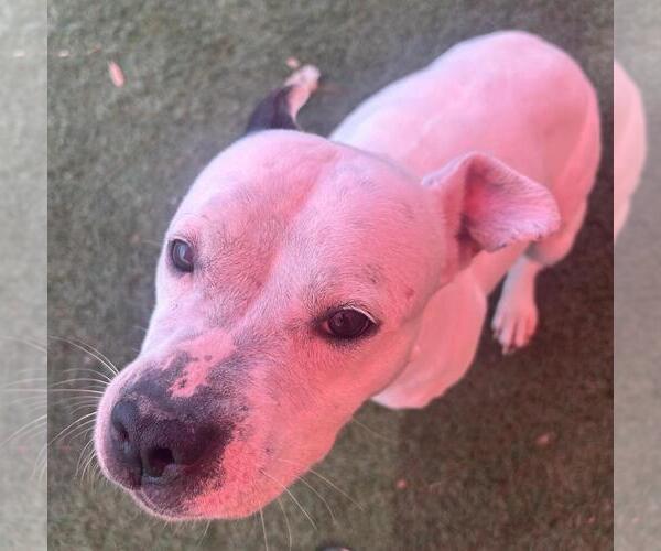 Medium Photo #6 American Pit Bull Terrier-Unknown Mix Puppy For Sale in Rockwall, TX, USA