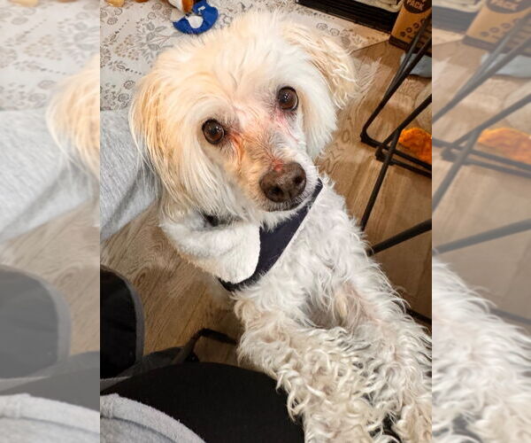 Medium Photo #4 Mutt Puppy For Sale in Salt Lake City, UT, USA