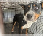 Small Border Collie Mix