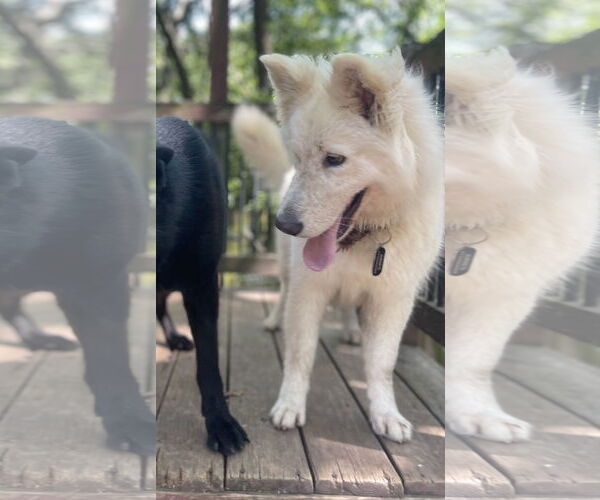Medium Photo #3 - Mix Puppy For Sale in Leavenworth, KS, USA