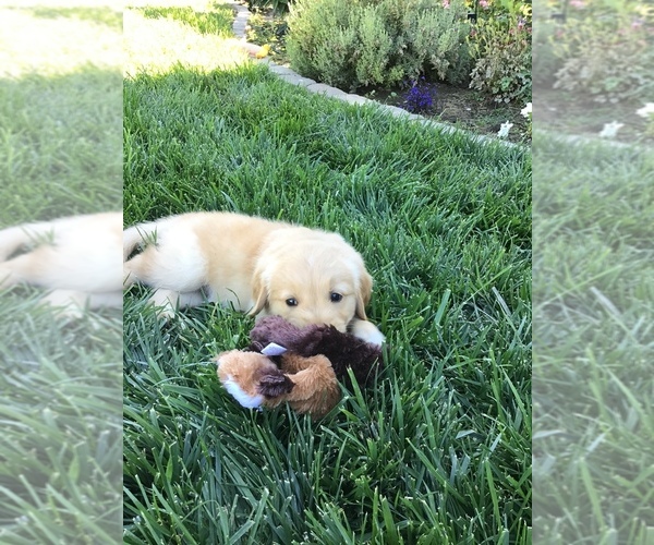 Medium Photo #3 Golden Retriever Puppy For Sale in GLENN, CA, USA