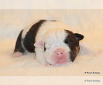 Small Photo #8 English Bulldog Puppy For Sale in WINNSBORO, TX, USA