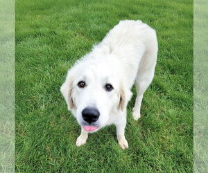Great Pyrenees-Unknown Mix Dogs for adoption in Unionville, PA, USA