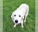 Small Great Pyrenees Mix